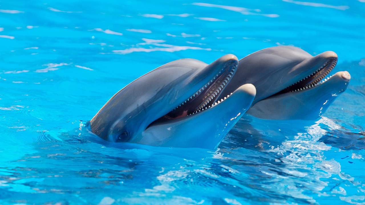 delfíni na floridě