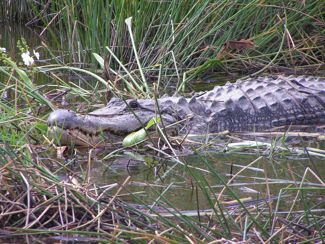 Národní park Everglades, Florida – aligátor