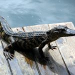 Národní park Everglades, Florida – aligátor