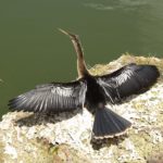 Národní park Everglades, Florida – pták