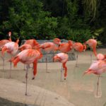 Národní park Everglades, Florida – plameňáci