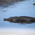 Národní park Everglades, Florida – aligátoři