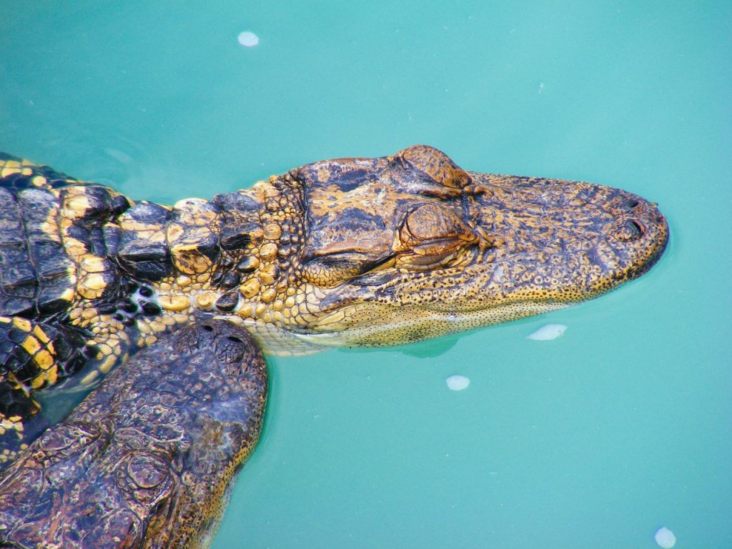 Aligátor v ZOO Naples na Floridě