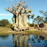 Disney Safari Orlando