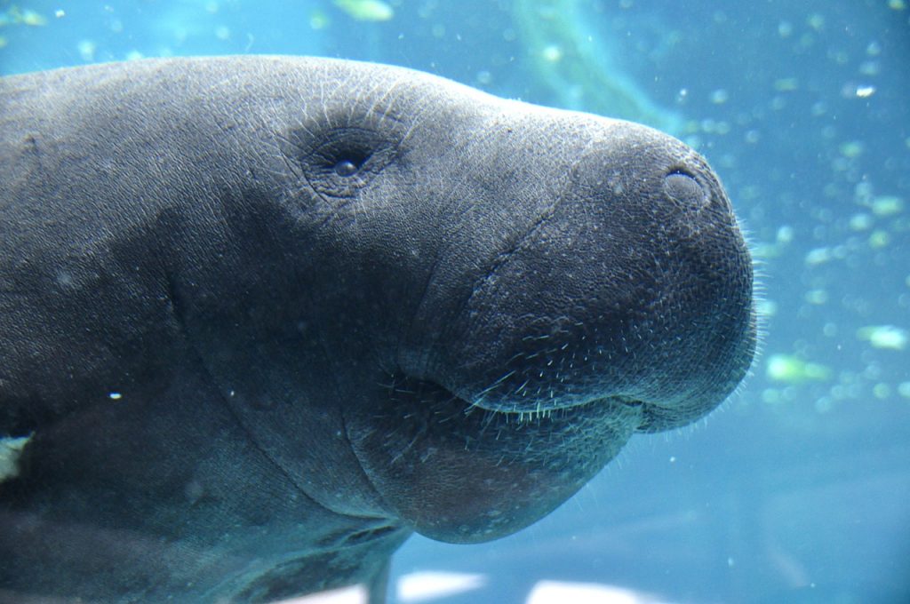 Kapustňák v The Parker Manatee Aquarium