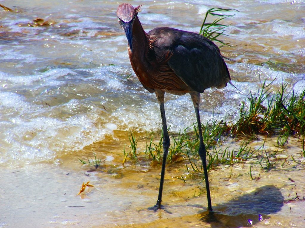 Sanibel Florida – pták na pláži